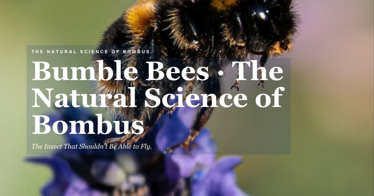 Cover of Bumble Bees - The Natural Science of Bombus